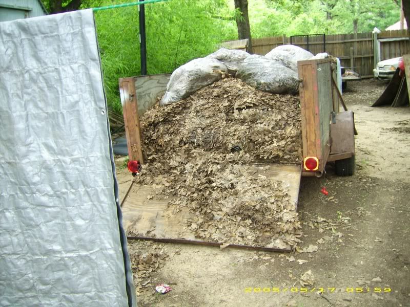 Chicken Manure Tea (using)